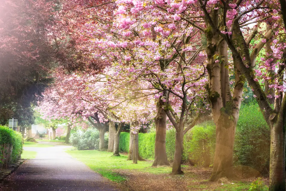 How to Manage & Prevent Asthma Triggers This Spring