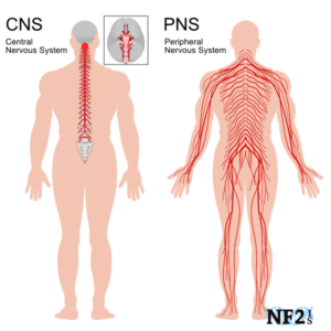 stem cell therapy for neuropathy