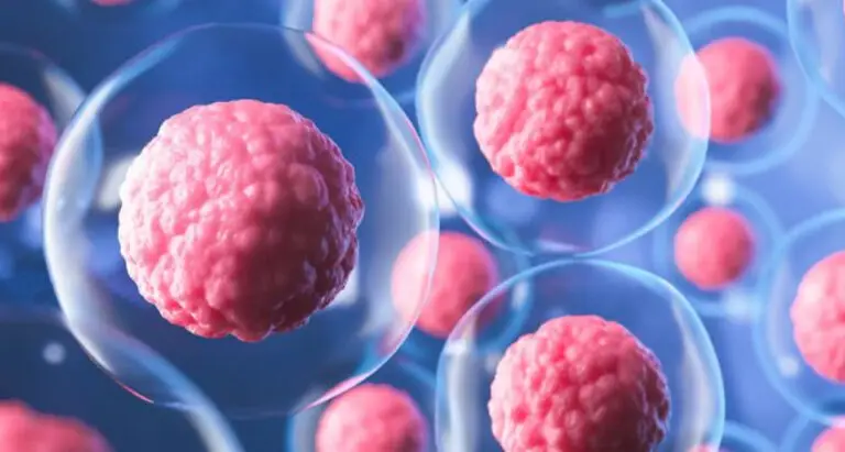 Qué hace la terapia con células madre?