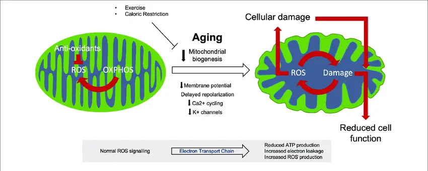 Mitochondrial Aging Helped by Stem Cell Repair